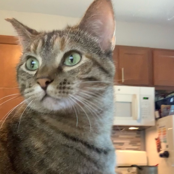 Meet your Posher, Kelly - Picture 6 of 7